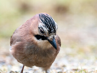 Eichelhäher (Garrulus glandarius)