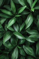 Obraz premium A detailed view of a plant's foliage, useful for decoration or illustration purposes