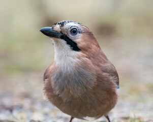 Eichelhäher (Garrulus glandarius)