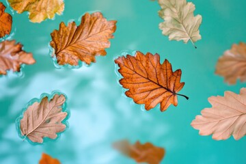 Obraz premium Close-up of a bunch of leaves floating on the surface of a pool of calm water