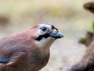 Eichelh&auml;her (Garrulus glandarius)