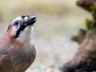 Eichelhäher (Garrulus glandarius)