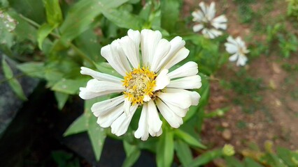 Beautiful white Zinnia Flower in Bloom &ndash; Macro Photography. Close-Up of a Fresh white Zinnia Flower with Petal Details. Elegant white Zinnia Flower Isolated in Nature. Bright white Zinnia Blossom