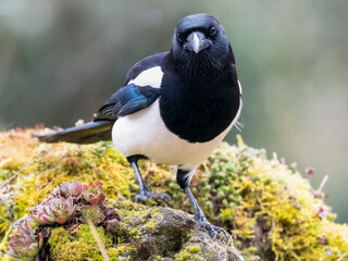 Elster (Pica pica)
