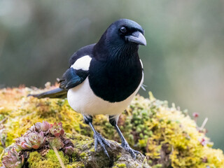 Elster (Pica pica)