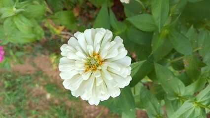 Beautiful white Zinnia Flower in Bloom – Macro Photography. Close-Up of a Fresh white Zinnia Flower with Petal Details. Elegant white Zinnia Flower Isolated in Nature. Bright white Zinnia Blossom