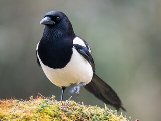 Elster (Pica pica)