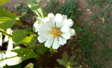 Beautiful white Zinnia Flower in Bloom &ndash; Macro Photography. Close-Up of a Fresh white Zinnia Flower with Petal Details. Elegant white Zinnia Flower Isolated in Nature. Bright white Zinnia Blossom