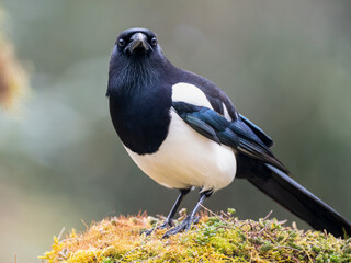 Elster (Pica pica)