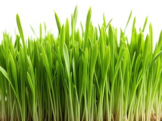 High-resolution close-up of vibrant green grass blades, starkly isolated against a pure white backdrop.