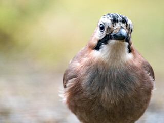 Eichelhäher (Garrulus glandarius)