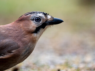 Eichelhäher (Garrulus glandarius)