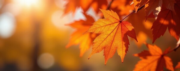 Obraz premium Vibrant orange leaves on a tree in Lincoln, Nebraska's autumn , gold, autumn, colorful