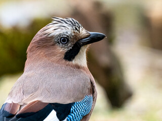 Eichelhäher (Garrulus glandarius)