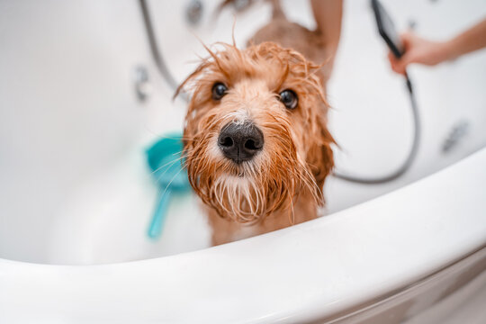 Dog of a Cavapoo or Cockapoo breed is wet in the shower, washing in the bathroom.  Dog cross between a poodle and a spaniel. 