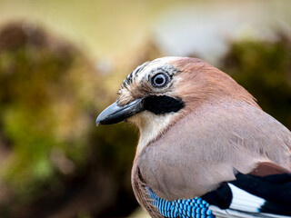 Eichelhäher (Garrulus glandarius)