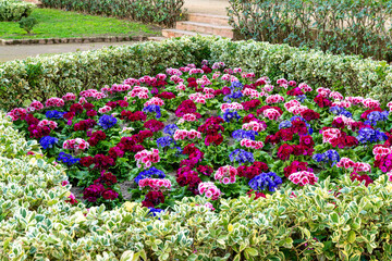 A vibrant flower bed with red, pink, and blue blossoms is framed by green foliage, creating a...