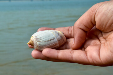 Photo of a hand-held Olive snail against a backdrop of seawater, also known as olive shells and olives, scientific name Olividae.