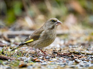 Grünfink (Chloris chloris)