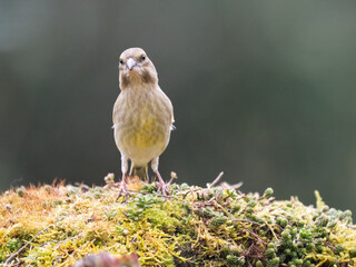 Grünfink (Chloris chloris)