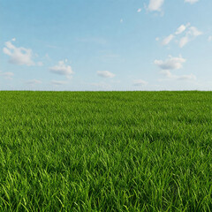 Fototapeta premium Vast Open Land Covered in Thick Grass