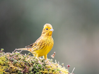 Goldammer (Emberiza citrinella)