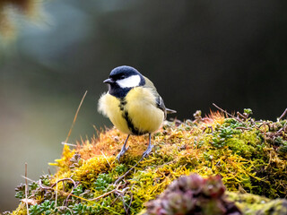 Kohlmeise (Parus major)