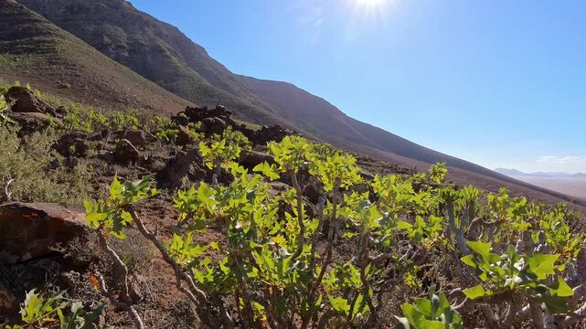 mediterrane gr&uuml;ne Pflanzenwelt in sonnendurchflutetem idyllischen Tal auf den Kanarischen Inseln - Lanzarote, Landschaft, Natur, felsig, trocken
