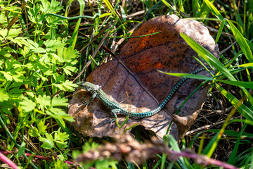 A small green lizard with patterned skin and shedding scales rests on a dry brown leaf. The...