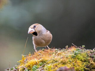 Kernbeißer (Coccothraustes coccothraustes)