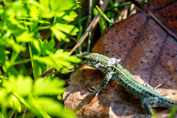A small green lizard with patterned skin and shedding scales rests on a dry brown leaf. The...
