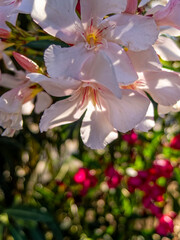 Pink oleander flower on a colorful natural background on a sunny day.