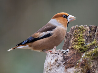 Kernbeißer (Coccothraustes coccothraustes)
