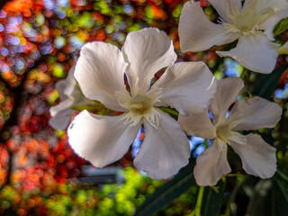 White oleander flower on a colorful natural background on a sunny day.