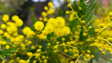 Blooming yellow mimosa close-up, spring freshness, nature of the south of France