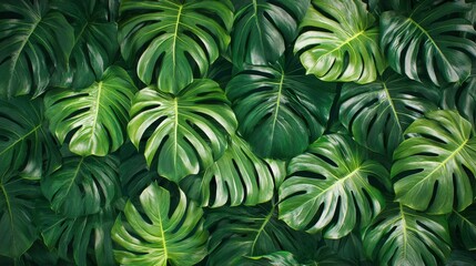 Lush green monstera deliciosa leaves cover the entire background
