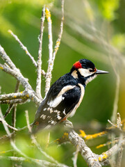Rohrschwirl (Locustella luscinioides)