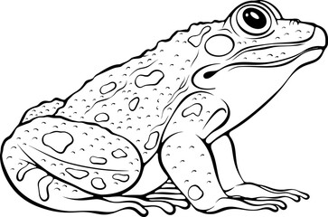 Realistic sitting frog side view. Amphibian reptile. Vector illustrations in hand drawn sketch style isolated on white. Black outline animal graphic. Design for coloring book page, print