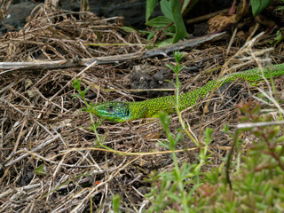 Westliche Smaragdeidechse (Lacerta bilineata)