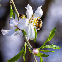 bee on a flower