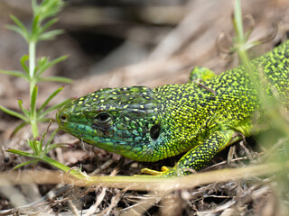 Westliche Smaragdeidechse (Lacerta bilineata)