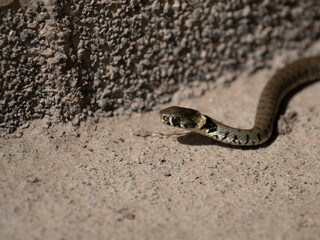 Barrenringelnatter (Natrix helvetica)