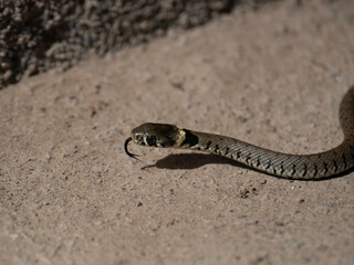 Barrenringelnatter (Natrix helvetica)