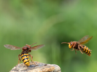 Hornisse (Vespa crabro)