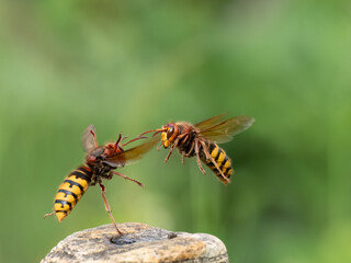 Hornisse (Vespa crabro)
