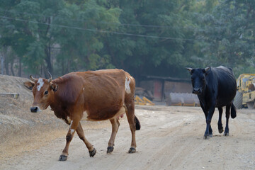 Brown and black cow walking