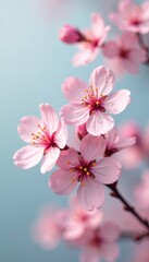 Fototapeta premium Pink flower blossoms against a pastel color background, delicate, spring