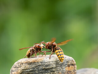 Hornisse (Vespa crabro)