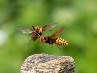 Hornisse (Vespa crabro)