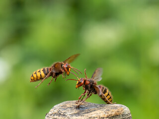 Hornisse (Vespa crabro)